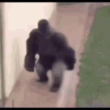 gorilla running and farting